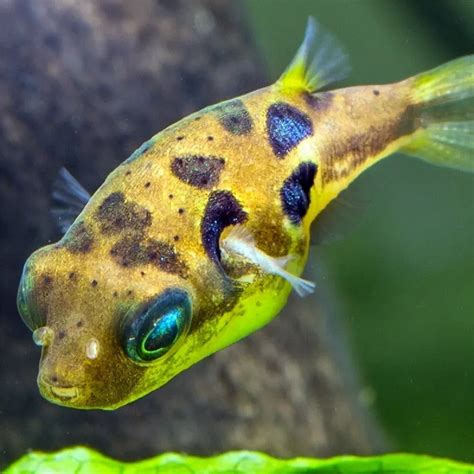 pea puffer fish|Pea puffer set up .